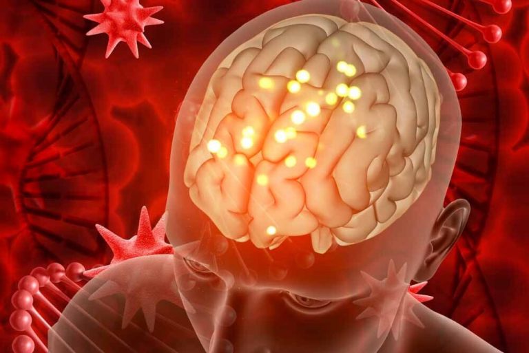 Conoce la estructura física del cerebro
