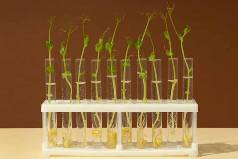 ¿Qué son las plantas y los alimentos transgénicos?