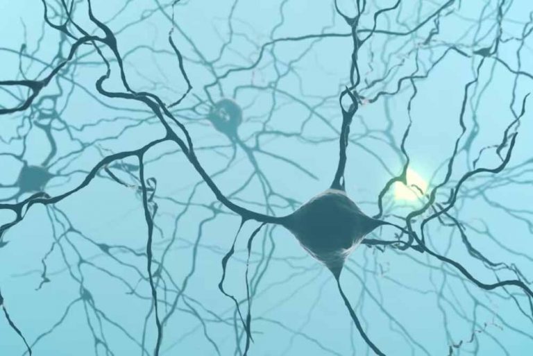 ¿Qué son las Neuronas Espejo?